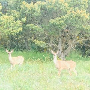 Meet your Posher, Becky